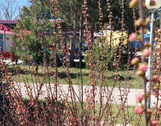 Детский оздоровительный лагерь "Зори Анапы"