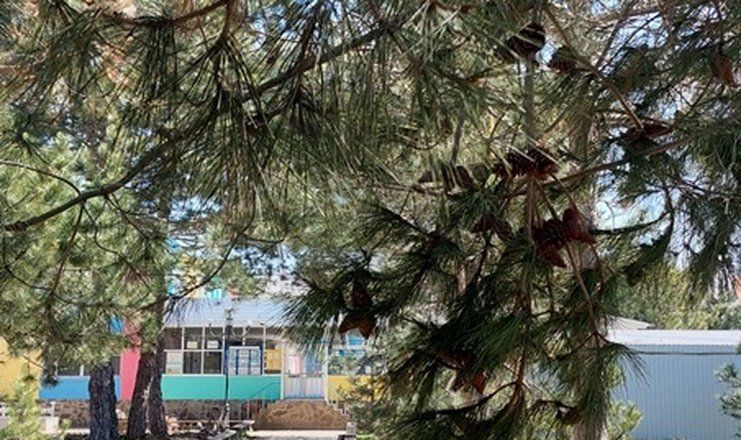 Детский оздоровительный лагерь "Зори Анапы"